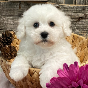 Bichon Frise Puppy Aspen