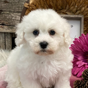 Bichon Frise Puppy Aspen