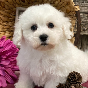 Bichon Frise Puppy Aspen