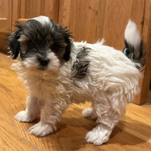 Maltipoo Puppy Luther