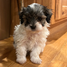 Maltipoo Puppy Luther