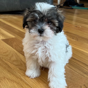 Maltipoo Puppy Luther