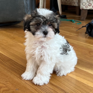 Maltipoo Puppy Luther