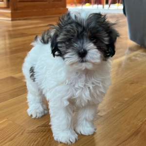 Maltipoo Puppy Luther
