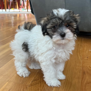 Maltipoo Puppy Luther