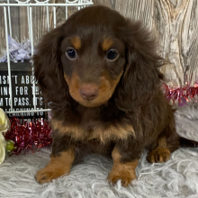 Dachshund Puppy Harmon