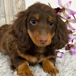 Dachshund Puppy Harmon