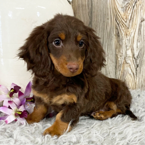 Dachshund Puppy Harmon