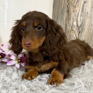 Dachshund Puppy Harmon