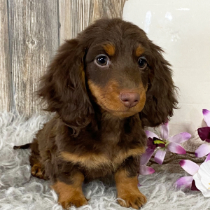 Dachshund Puppy Harmon