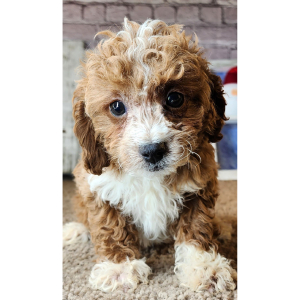 Cavapoo Puppy Laila