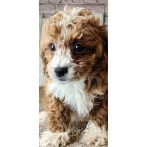 Cavapoo Puppy Laila