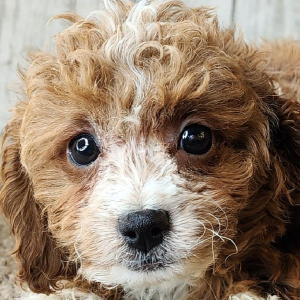 Cavapoo Puppy Laila