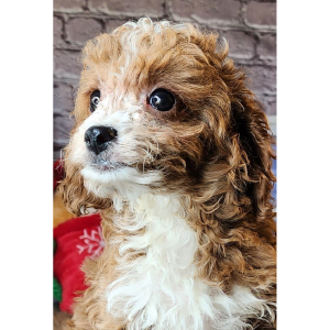 Cavapoo Puppy Laila