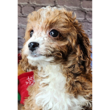Cavapoo Puppy Laila