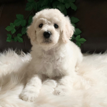 Poodle Puppy MollyJo