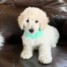 Poodle Puppy MollyJo