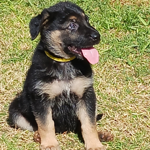 German Shepherd Dog Puppy Pebbles