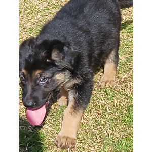 German Shepherd Dog Puppy Pebbles