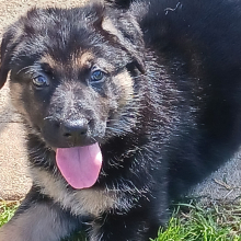 German Shepherd Dog Puppy Pebbles