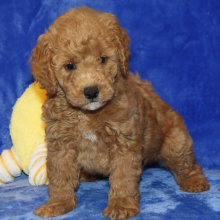 Goldendoodle Puppy Grant