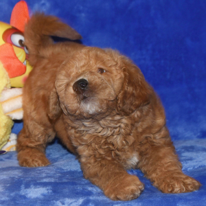 Goldendoodle Puppy Grant
