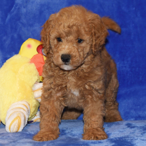 Goldendoodle Puppy Grant