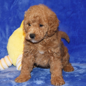 Goldendoodle Puppy Grant
