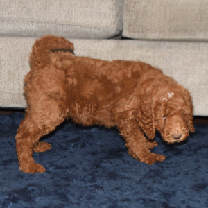 Poodle Puppy Ernie
