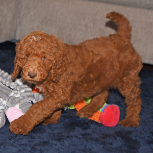 Poodle Puppy Ernie