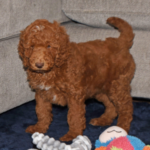 Poodle Puppy Ernie