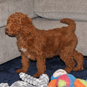 Poodle Puppy Ernie