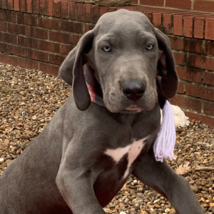 Great Dane Puppy Whitney