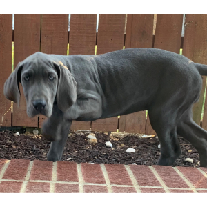 Great Dane Puppy Whitney