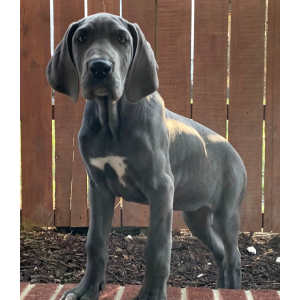 Great Dane Puppy Whitney