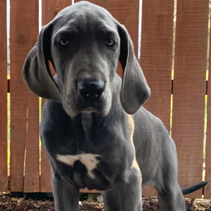 Great Dane Puppy Whitney