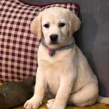 Labrador Retriever Puppy Lizie