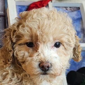 Poodle Puppy Rosey