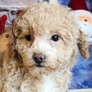 Poodle Puppy Rosey
