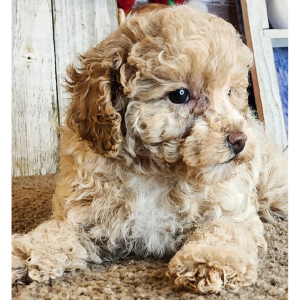 Poodle Puppy Rosey