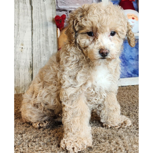 Poodle Puppy Rosey