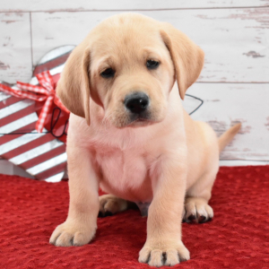 Labrador Retriever Puppy Louis