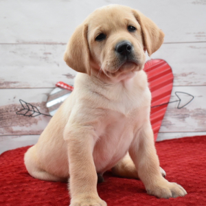 Labrador Retriever Puppy Louis