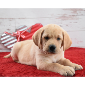 Labrador Retriever Puppy Louis