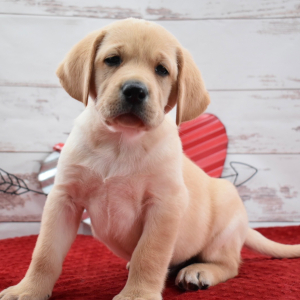 Labrador Retriever Puppy Louis