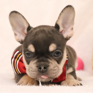 French Bulldog Puppy Dallas