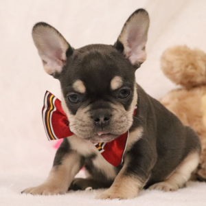 French Bulldog Puppy Dallas