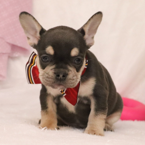French Bulldog Puppy Dallas