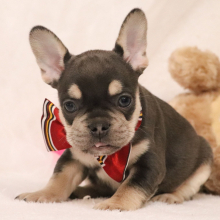 French Bulldog Puppy Dallas