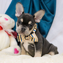 French Bulldog Puppy Dallas